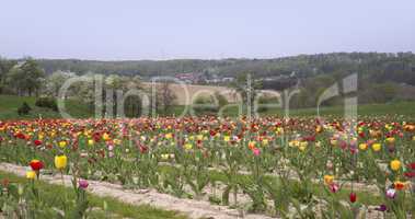 landscape and a field of tulips