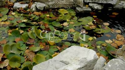 Lotus leaf in pond,rockery stone and shaking water.