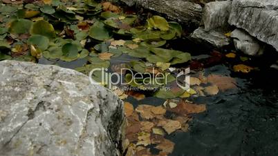 Lotus leaf in pond,rockery stone and shaking water.