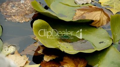 Lotus leaf in pond,shaking water.