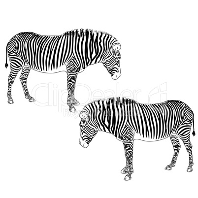 Two zebras. Vector illustration.