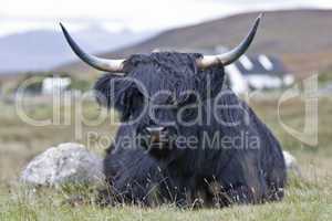 young brown highland cattle