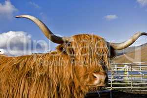 brown highland cattle with blue sky in background