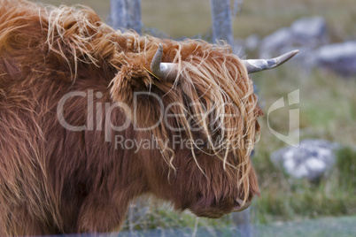 highland cattle