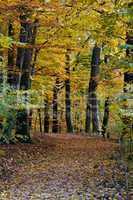 Herbstwald