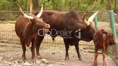 ankole watusi bull cow and calf