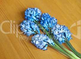 hyacinth raceme