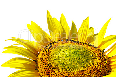 sunflower on background sky