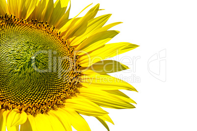 sunflower on background sky