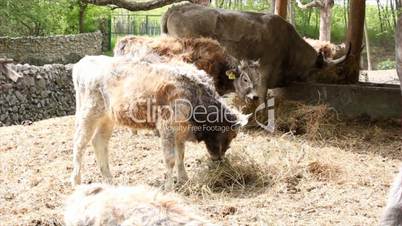 farm scene with podolian calf and cow
