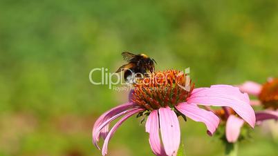 bumblebee on coneflower