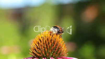 bumblebee on coneflower