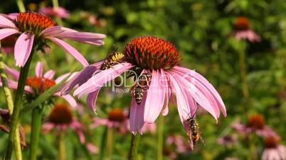 Coneflower with wasp and ant