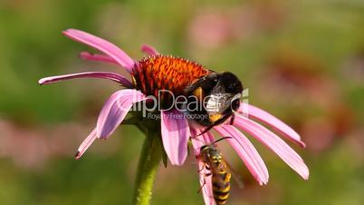 bumblebee and wasp on coneflower
