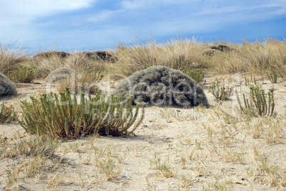 Sand dunes Sand dunes