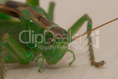 Grasshopper  portrait