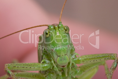 Curious grasshopper