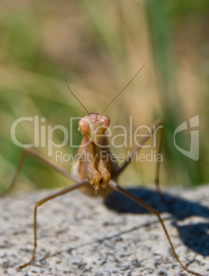 A portrait of a brown mantis