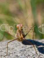 A portrait of a brown mantis