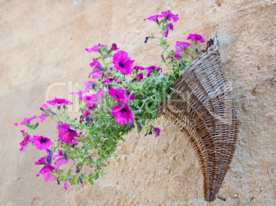 Velvet flower