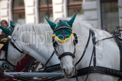 Portret of white horse