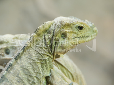 Iguana