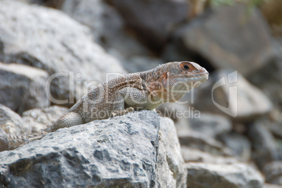 Iguana on a stone