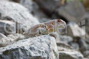 Iguana on a stone