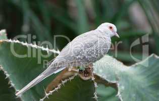 Desert dove