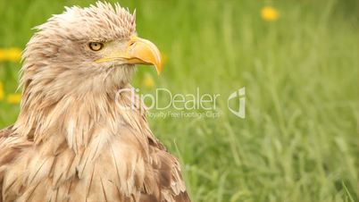 white tailed eagle head