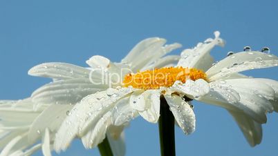 Camomile flower with dew