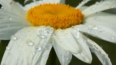 Camomile flower with dew