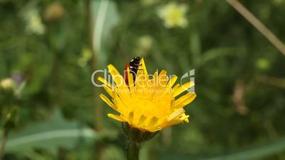 Ladybird on dandelion flower