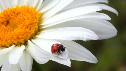 Ladybird on chamomile flower