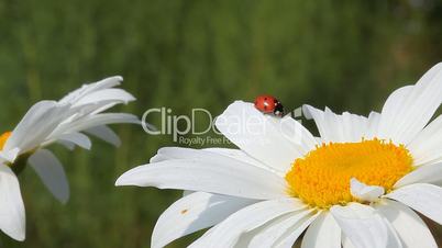 Ladybird on chamomile flower