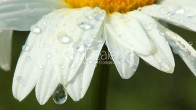 Spring morning - dew on chamomile flower