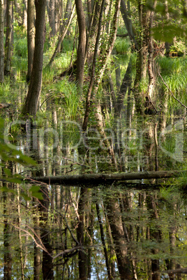 Waldsee