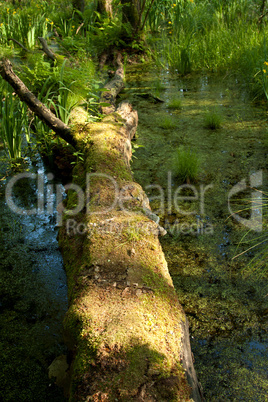 Baumstamm im Wasser