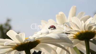 Ladybird on chamomile flower