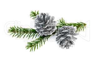 Christmas fir cones on a branch