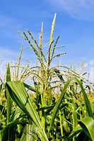 Corn in a cornfield