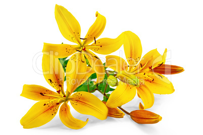 Lilies yellow