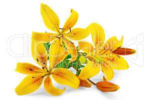 Lilies yellow