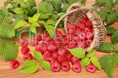 Frische Himbeeren