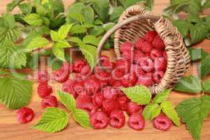 Frische Himbeeren