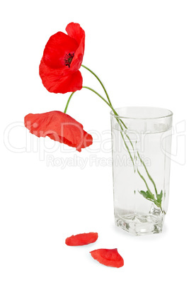 Poppies in a glass