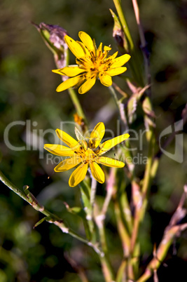 Yellow wild flower