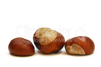 Chestnut fruit