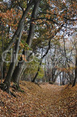 Forest path