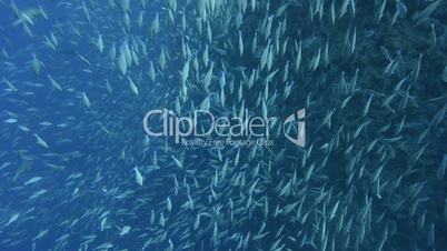 Large school/shoal of Long-nose parrot fish.